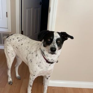 Meet your Posher, Cooper